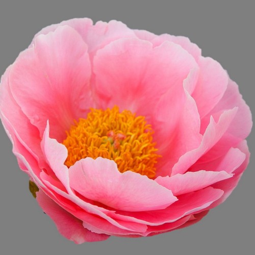 Paeonia 'Salmon Dream' - Pojeng 'Salmon Dream'